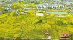 陕西西乡：春漫茶乡花绽